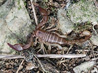 Euscorpiidae